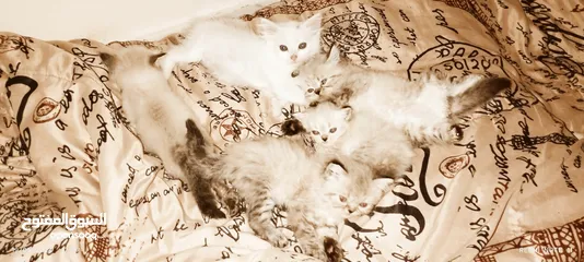  4 قطط مون فيس