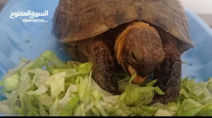  1 tortoise for sale