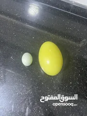  3 بيض نعام ناندو