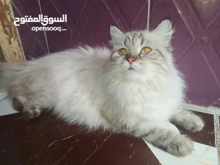  3 قطه هملايا للبيع نثيه حلوه نضيفه  
