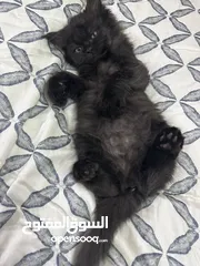  1 selling our Shirazi/Persian kitten