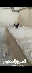 7 جاج بلدي للبيع