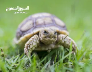  1 سلاحف للبيع