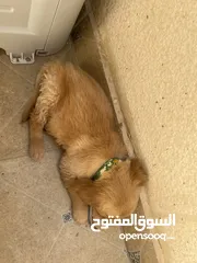  5 كلب قولدن جهاز مع كل مطاعيم و جواز سفر و مايكرو تشيب ذكر