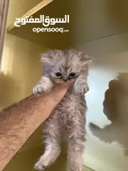  5 قطط شانشيلا عمر 2 شهرين للبيع بسعر العرض 500 شيكل
