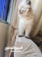  1 قطه همالايا شوكلت  عمرها 52 يوم