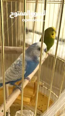  2 Friendly Dutch Badgie birds couple with free golden huge cage