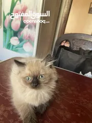  2 قط همالايا
