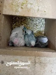  9 خمس زواج تحتها فراخ