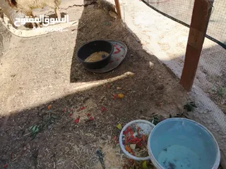  1 خارف بلدي للبيع