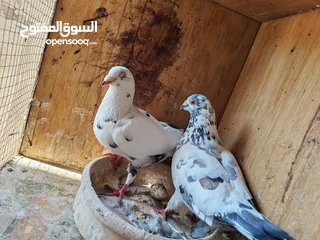  7 اربع جواز حمام للبيع مع القن