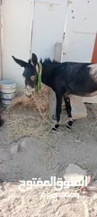  3 حمار  حراث كفاله ركوب من مجاميعو