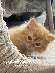  7 قطط همالايا شيرازي للبيع