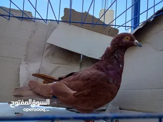  11 حمام بلدي وانواع اخره   بحاله ممتازة شغالات 14جوز وهاي بعض الصور