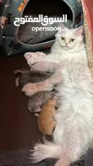  2 قطط الام شيرازيه الاطفال غير معروف