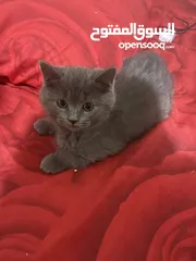 1 قطط منزلية جميلة للبيع – نظيفة وصحية Turkish Angora