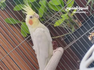  3 فحل كوكتيل