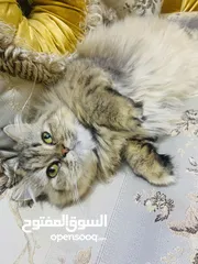  13 قطط للبيع نظافه فول تلقيحات مع الدفتر الصحي والجوازات مالهم
