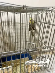  2 انثى كوكتيل للبيع