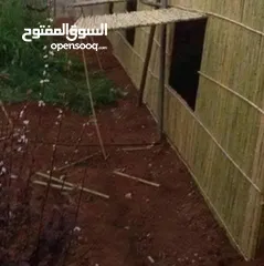  5 قصيب اصفر واخضر للحدائق والمنتزهات والجلسات الخارجيه والاطلالات للتواصل