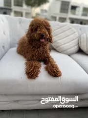  4 مستورد ذكر توي بودلToy poodle imported  1 year old male