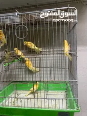  19 جوز كنار للبيع