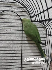  7 طير دره اليف  جامبو مع قفص ايطالي