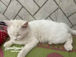  1 قطه للبيع  جميله