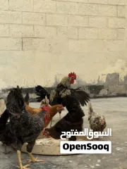  14 دجاج وديوك للبيع