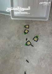  4 استنبات شعير  شعير مستنبت Sprouted   صواني استنبات شعير Barley germination barley