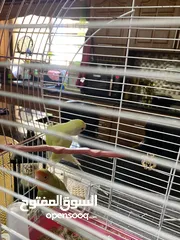  6 ببغاء روز ذكر وأنثى جاهز للتزاوج