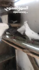  4 طيور حمام