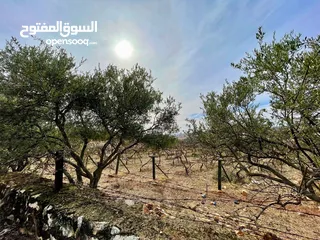  3 ارض مميزة في منطقة الفحيص حوض ابو ركبة