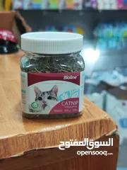  1 يا صاحبي! يبدو أن قطتك في طريقها لقضاء وقت ممتع! هل سبق لك أن جربت زراعة النعناع البري الخاص بك؟