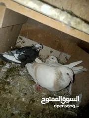  5 طيور حمام للبيع