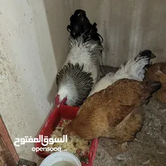  4 دجاج ابراهما للبيع
