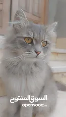  1 قطه رومي شكله جميل