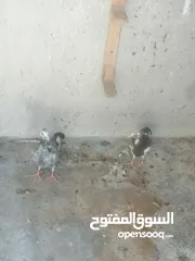  9 حمام للبيع