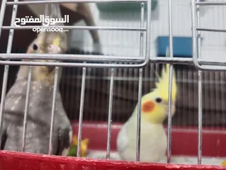  1 زوج كوكتيل للبيع