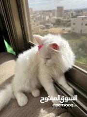  4 قطة شيرازي بيضاء ~ للبيع بسعر رمزي ^