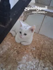  10 قططط من نوع سيامي ذكر و انثى