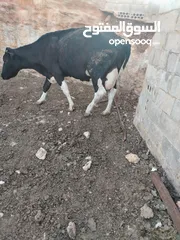  1 بقرة اضحية صلاة النبي