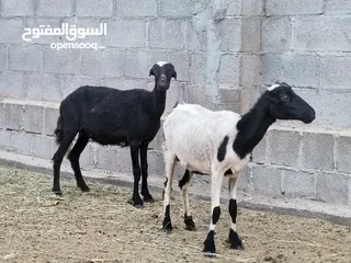  5 للبيع حلال