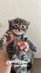  7 قط انثى شانشيلا للبيع بسعر مغري