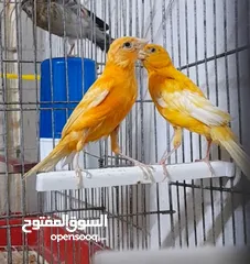  4 فحلين ... جزري واحمر