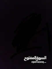  1 عصفير جنه مع