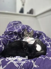  1 adoption for kittems
