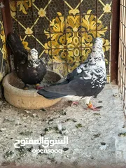  8 تنظيف سطح جوزين بسعر حرق