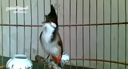  1 مطلوب  بلبل ماليزي