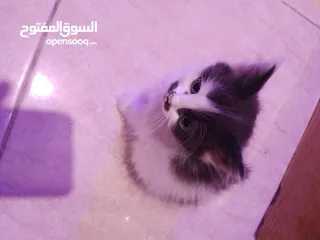  7 قطط شانشيلا كتن